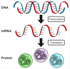 The process of gene expression.