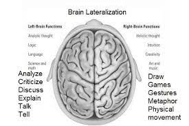 Brain lateralization.