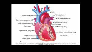 Cardiovascular Alterations.