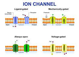 Classes of ion channels.