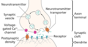 Processes used in neurotransmission. 
