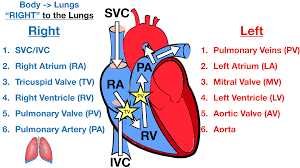 Cardiovascular blood flow.