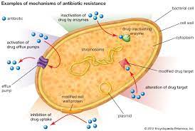 Biology Antibiotic Assignment
