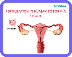 Fertilization in humans.