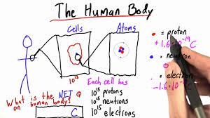 Physics of the Human Body.