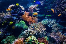 Coral reef ecosystem.