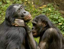 Primate and human communication.