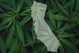 Marijuana and California Law.
